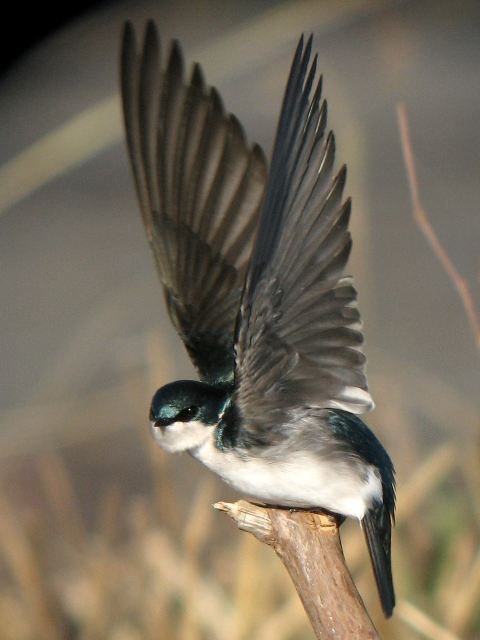 Tree Swallows
